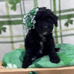 Ozzy - Black female Goldendoodle puppy in Rising Sun, Indiana from Ruby Lane Doodles