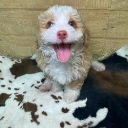 Sienna - Yellow and white female Bernedoodle puppy in Port Saint Lucie, Florida from Eastside Paws LLC