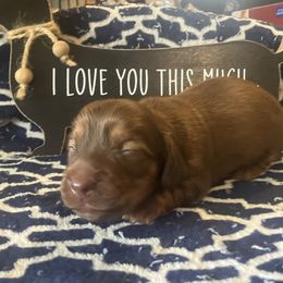 Zoey - Chocolate and tan female Dachshund puppy in Sharon Springs, New York from Show Us The Way Homestead