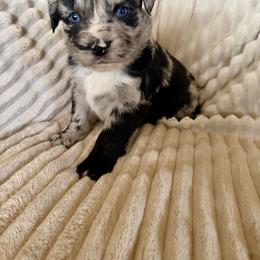 Atlas - Blue merle male Miniature Australian Shepherd puppy in New Hampton, Iowa from Full River Australian Shepherds