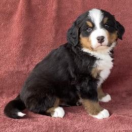 Green Collar Male - Black rust and white male Bernese Mountain Dog puppy in Bristol, Tennessee from Holston Hollow Farm