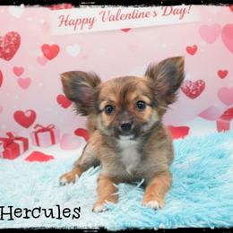Hercules - Black sabled fawn male Chihuahua puppy in Demorest, Georgia from Sourpatch Chihuahuas