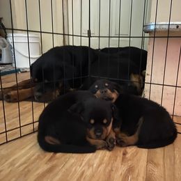 Rottweiler Puppies from Rott-Squad Kennels