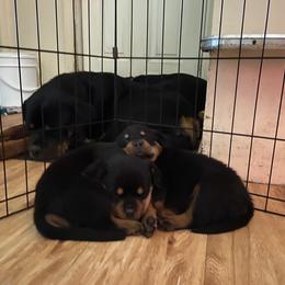 Rottweiler Puppies from Rott-Squad Kennels