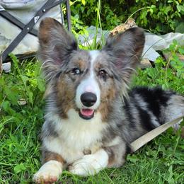 Cardigan Welsh Corgi puppies from Moonrise corgis