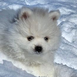 Pomeranian and Pomsky Puppies from Bonnie’s Little Fluffys