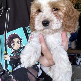 Cavapoo Puppies from Panda Puppies