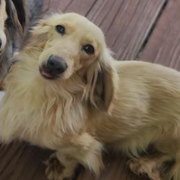 Bean - Cream female Dachshund puppy in Newalla, Oklahoma from Roughstock Border Collies and Dachshunds