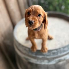 Lilac Collar - Red female English Cocker Spaniel puppy in Ohatchee, Alabama from Otter Creek Kennels