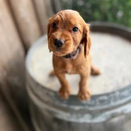 Lilac Collar - Red female English Cocker Spaniel puppy in Ohatchee, Alabama from Otter Creek Kennels