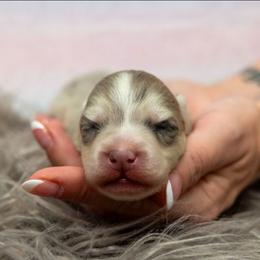 Saja - Merle male Pomsky puppy in Sumter, South Carolina from Emerald Skies Pomskies