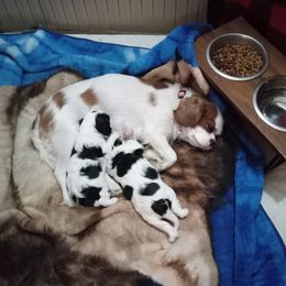 Cavalier King Charles Spaniel Puppies from True Love