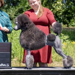 Poodles from Lazy Lotus Standard Poodles