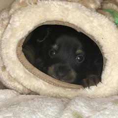 Prague Ratter Puppies from North Star Gem’s Prague Ratters