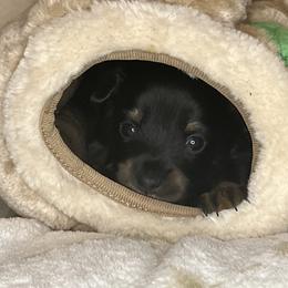 Prague Ratter Puppies from North Star Gem’s Prague Ratters