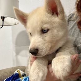 Boy 2 - White male Siberian Husky puppy in Laneville, Texas from ETX Huskies