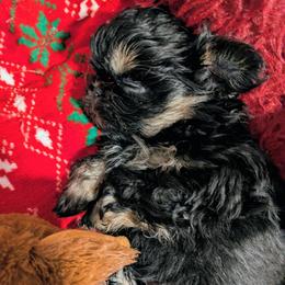 Dobie Girl 3 - Black and tan female Shih Tzu puppy in Surry, Maine from McKayla Hairston