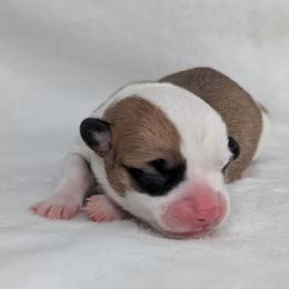 Fiona - Sable and white female American Corgi puppy in Clarksville, Tennessee from Cold Creek Family Farm LLC