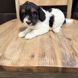 Aussiedoodles, Bernedoodles, Goldendoodles, and Yorkipoos from Doodles & Danes
