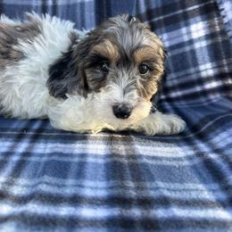 Romeo - Merle male Cavapoo puppy in Austin, Texas from Doodles of Central Texas