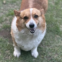 BINDEE - Pembroke Welsh Corgi