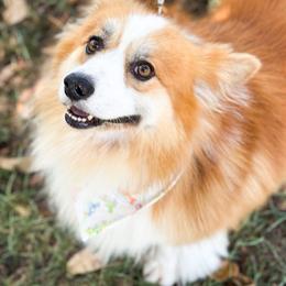Baxter - Red male Pembroke Welsh Corgi puppy in Milan, Georgia from Williams’ Welsh Corgis LLC