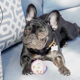 MIRA - French Bulldog