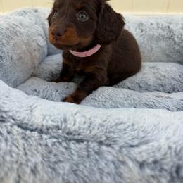 Coco - Chocolate and tan female Dachshund puppy in Temecula, California from Naomi Magee's Dachshund Kennel