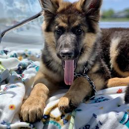 German Shepherd and Miniature American Shepherd Puppies from Bouchard’s Best Shepherds