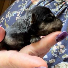 Cassie - Black and silver female Miniature Schnauzer puppy in Hull, Georgia from Ardent Miniature Schnauzers of Athens