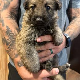 Blue boy - Black and tan male German Shepherd puppy in Tipp City, Ohio from Urekar Haus
