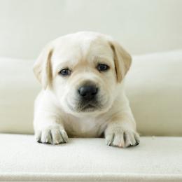 Glory - Yellow female Labrador Retriever puppy in Allons, Tennessee from UC Labradors LLC