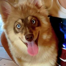 Nova - Pomsky