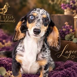 AKC Lagoona - Dapple female Dachshund puppy in Christiansburg, Virginia from Little Legs Luxury Dachshunds LLC