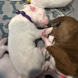 Purple - White female Boxer puppy in Evington, Virginia from Boxer Tails