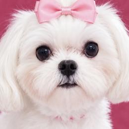 Luna - Maltese
