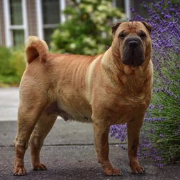 Chinese Shar-Pei All Grown Up from Dee Dee Wells's Chinese Shar-Pei