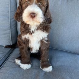 Lizzy - Australian Labradoodle