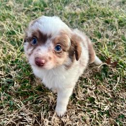 Ozzie - Red merle male Toy Australian Shepherd puppy in Miami, Oklahoma from HighEnd Aussies