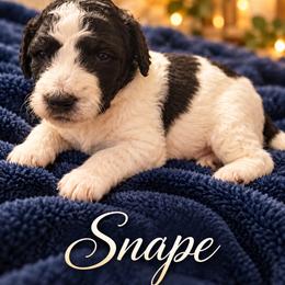 Snape - Parti male Poodle puppy in Washington, Pennsylvania from Patriotic Poodles