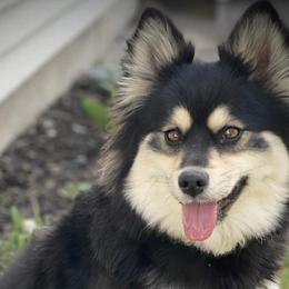 Pomskies from Pocket Pomskys