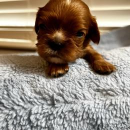 Benjamin - Orange Boy - Ruby male Cavalier King Charles Spaniel puppy in Little Rock, Arkansas from Montra Japanese Chin & Cavalier King Charles Spaniels
