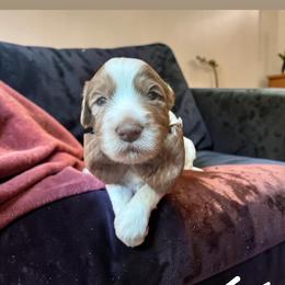 Sebastian - Chocolate male Goldendoodle puppy in Pine Grove, California from Lundee Doodles