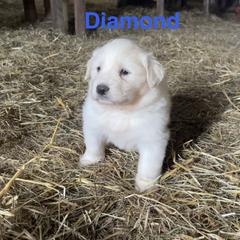 Diamond - White and tan female Great Pyrenees puppy in Coxs Mills, West Virginia from Bailey Family Farm