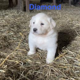 Diamond - White and tan female Great Pyrenees puppy in Coxs Mills, West Virginia from Bailey Family Farm