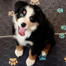 Frida - Black tri female Miniature Australian Shepherd puppy in Myakka City, Florida from Gable A Aussies