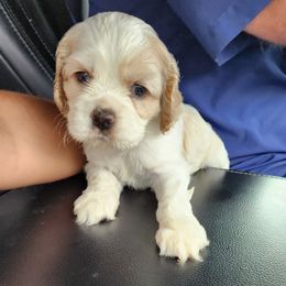 Cocker Spaniel Puppies from Gates Cocker Spaniels