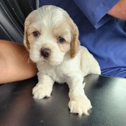 Cocker Spaniel Puppies from Gates Cocker Spaniels