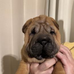 Girl 3 - Red female Chinese Shar-Pei puppy in Phoenix, Arizona from Center Stage Shar-pei