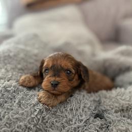 CEDAR - Sable male Cavapoo puppy in 77304, Texas from Little Valley Puppies